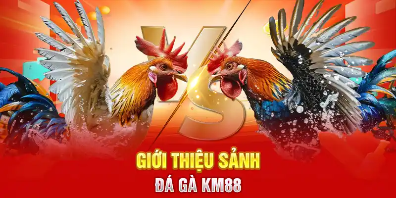 Giới thiệu sảnh đá gà KM88