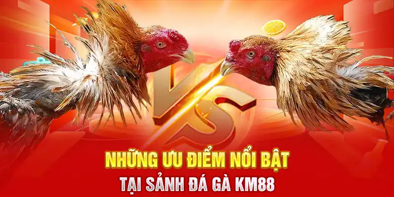 Những ưu điểm nổi bật tại sảnh đá gà KM88